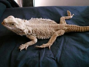 Bearded Dragon with Metabolic Bone Disease Bearded Dragon with Metabolic Bone Disease