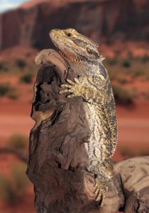 Bearded Dragon Perched on Driftwood