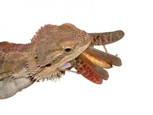 Feeding Bearded Dragon