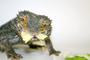 Bearded Dragon Eating Vegetables Bearded Dragon Eating Vegetables