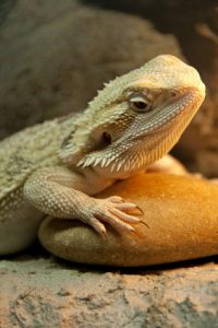 Heating Pad for Bearded Dragon