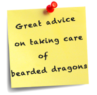Receive Great Bearded Dragon Advice advice