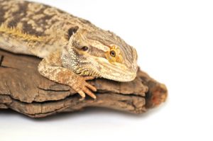 Lethargic Bearded Dragon