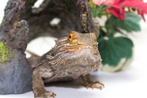 Selecting the Right Hide Box for a Bearded Dragon Selecting the Right Hide Box for a Bearded Dragon
