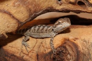 Common Health Issues with Bearded Dragon