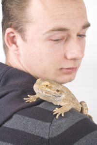 Protecting Yourself from Salmonella with Bearded Dragons Protecting Yourself from Salmonella with Bearded Dragons