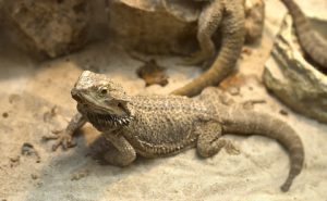 What to Do Before Buying a Bearded Dragon What to Do Before Buying a Bearded Dragon