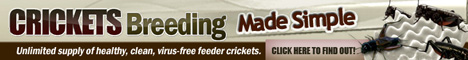 Crickets Breeding Made Simple