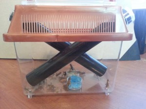 Taking Care of Feeder Crickets