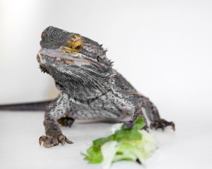 How To Train a Bearded Dragon To Eat Vegetables
