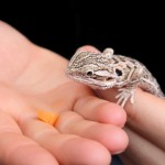 Hand Feeding Bearded Dragons